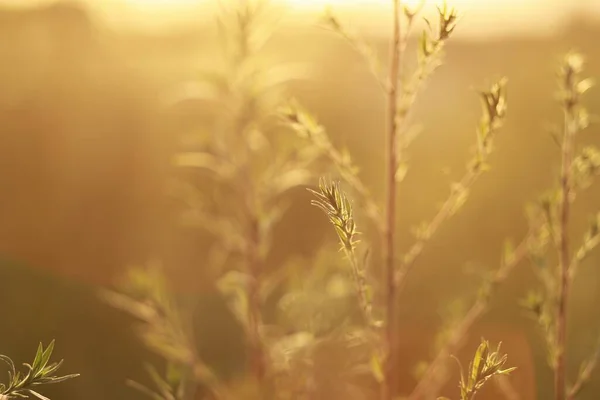 Valencia gölündeki pirinç bitkisinin bazı kesiklerinin arka plan fotoğrafçılığı