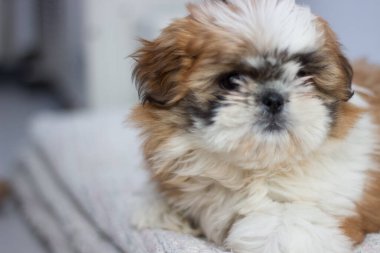 Shih tzu cinsinin küçük yavrusu..