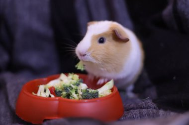 Evcil hayvan fotoğraf çekimi, kobay.