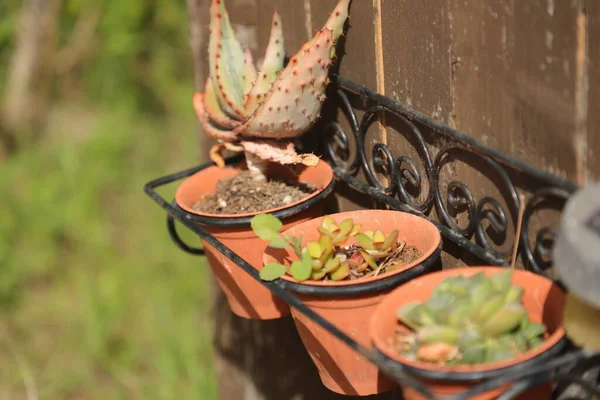 Sessão Fotos Jardim Diferentes Tipos Objetos Plantas — Fotografia de Stock