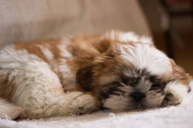 Pequeo y Lovely Cachorro de shih tzu 