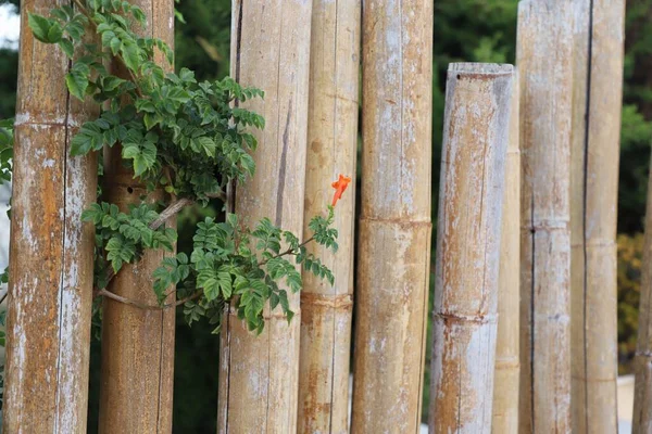 Red Flower Bamboo Wood Background — Fotografia de Stock