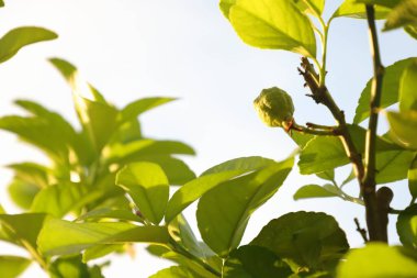 flower and fruit of the lemon tree, lemon