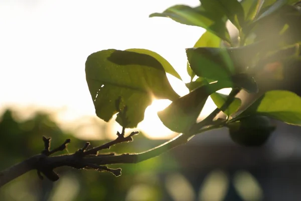 flower and fruit of the lemon tree, lemon