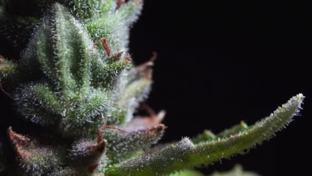 Groene Cannabis Bloem Knop Met Trichomen Verlicht Door Het Veranderen — Stockvideo