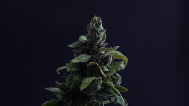 Yeşil marihuana çiçekleri ve küçük yapraklı tomurcuklar. — Stok video