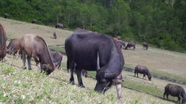 Schwarzer Büffel mit langen Hörnern frisst saftiges Gras auf der Weide — Stockvideo