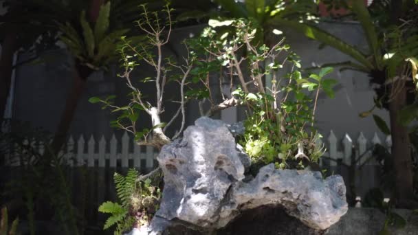 在阴凉的热带花园里，盆景植物和青草生长在古老的石头上 — 图库视频影像
