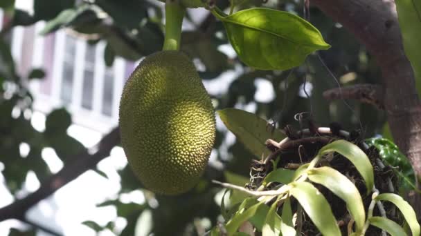 Lahodné exotické jackfruit dozrává visí na větvi stromu — Stock video