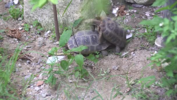 Cute turtles with strong shells mate on zoo park ground — Stock Video