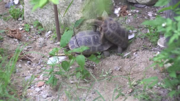 Tortues mignonnes avec des coquillages solides s'accouplent sur le terrain du parc zoologique — Video