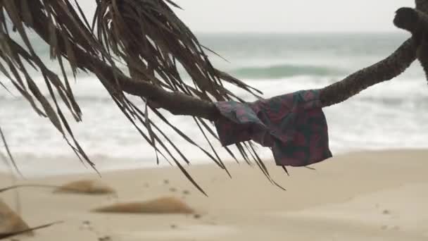 Plavat kraťasy visí na zakřivené palmy třesoucí se větrem — Stock video