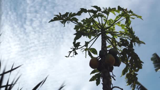 Papaya mognar på träd i tropisk trädgård under molnig himmel — Stockvideo