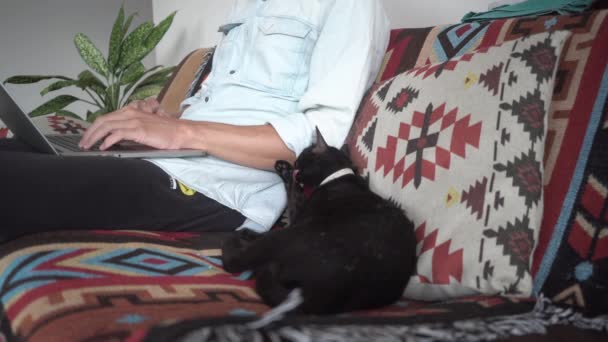 Negro gato lava con pata acostado en sofá con almohada por hombre — Vídeos de Stock