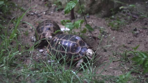 Żółw próbuje ugryźć trawę, a żółw stoi za plecami. — Wideo stockowe