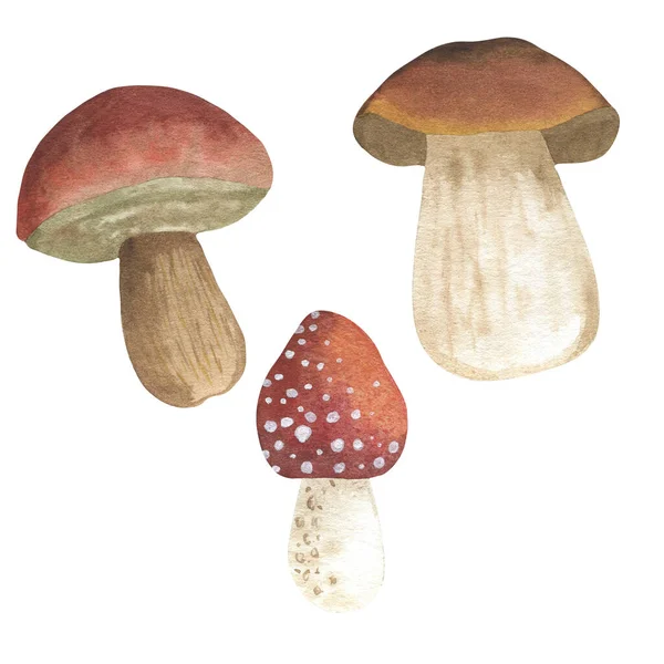 Funghi di acquerello dipinti a mano. Graziose illustrazioni botaniche per il design — Foto Stock