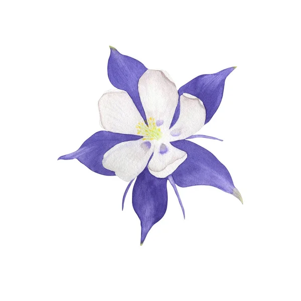 Az akvarell virág Aquilegia. Kézzel rajzolt botanikai illusztráció. Stock Fotó