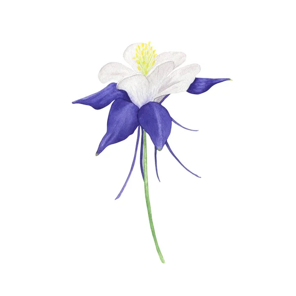 Az akvarell virág Aquilegia. Kézzel rajzolt botanikai illusztrációk. Stock Kép