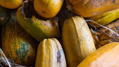 Cadılar Bayramından önce oymaya hazırlanan bir ahırda renkleri farklı olan bir balkabağı yığını..