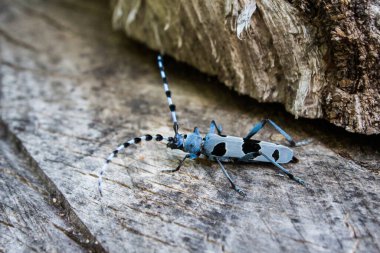 Uluslararası Doğayı Koruma Birliği 'ne göre Rosalia Longicorn, nesli tükenmekte olan 608 tür arasında yer alıyor..