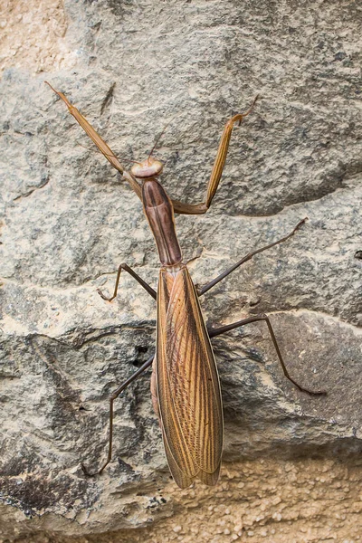 Mantis Religiosa Individuo Comunemente Noto Come Mantide Europea Strisciare Muro — Foto Stock