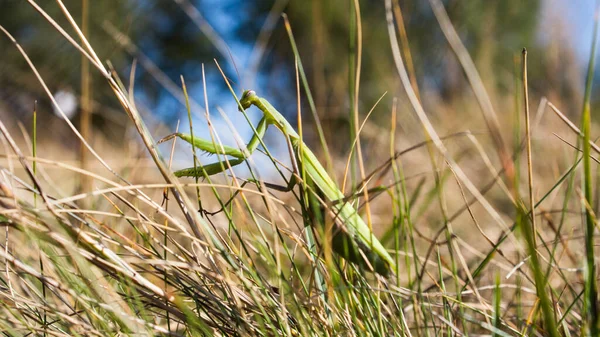 Louva Deus Europeu Mantis Religiosa Rastejando Palhas Grama Seca — Fotografia de Stock