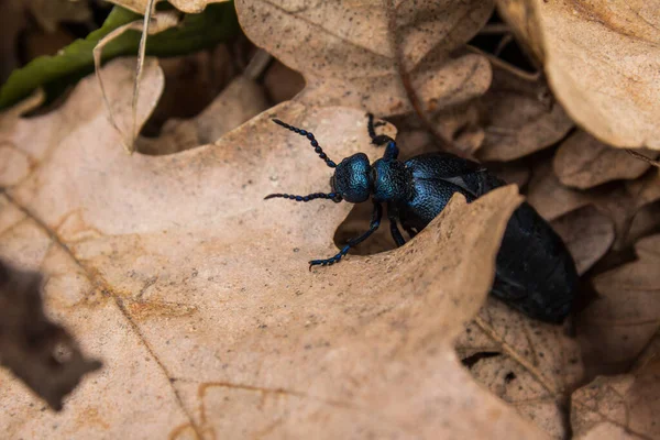 Besouro Oleaginoso Europeu Meloe Proscarabaeus Exuberante Folhagem Outono — Fotografia de Stock