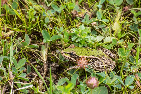 Зеленая Лягушка Pelophylax Esculentus Скачущие Полям Возле Озера — стоковое фото