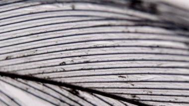 Beyaz bir kuşun kirli tüyünün aşırı yakın plan görüntüsü..