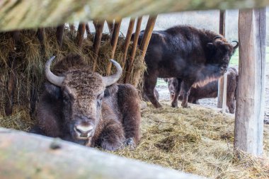 Çoklu bilge bireyler doğal rezervin ahırında toplandı..