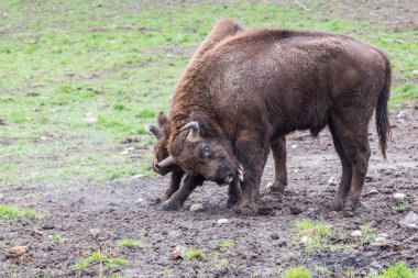 Romanya 'nın Silvut-Nefret Doğal Rezervi' nde birbirine meydan okuyan iki yetişkin bilge.