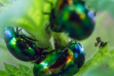 Üç Köfte Böceği (Chrysochus auratus) yeni bir bitki köküne tırmanan bireyler.