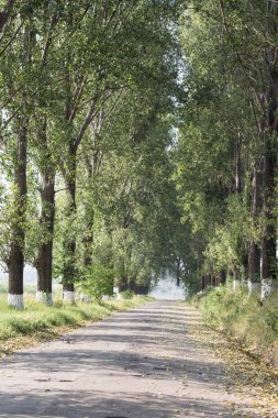 Sonbaharın başlarında, bir kır yolu boyunca kavak ağaçlarından oluşan ağaçlar..