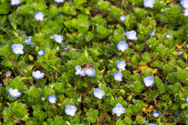 Yakın zamanda çiçek açmış küçük mavi çiçeklerle kaplanmış bahar çayırları..
