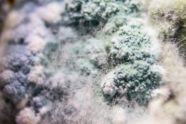 Çürük yemek artıkları üzerine zehirli küf kolonisi aşırı yakın plan..