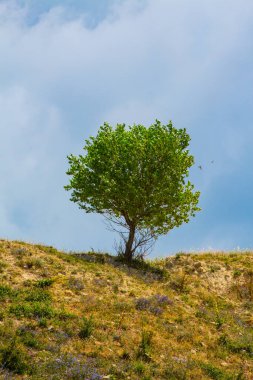 Tepedeki tek bir yeşil ağaç kuru otlarla kaplı..