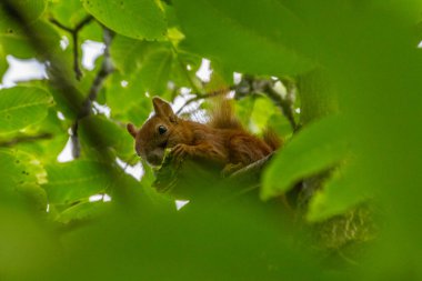 Fındık ağacının yapraklarının arkasındaki sincap (Sciurus vulgaris).