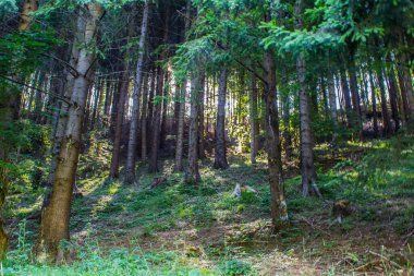 Karpat Dağları 'ndaki Çam Ormanı 7 Basamaklı Kanyon' a gidiyor..
