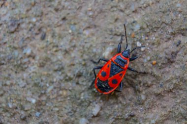 Toprak üzerinde yürüyen tek bir kundakçının (Pyrrhocoris apterus) yakın plan görüntüsü.