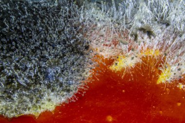 Çürüyen bir domatesin üstünde yetişen küflü çiçeklere su damlaları..