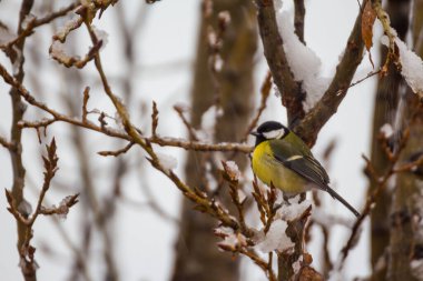 Great tit (Parus major) perched on a tree branch during winter.