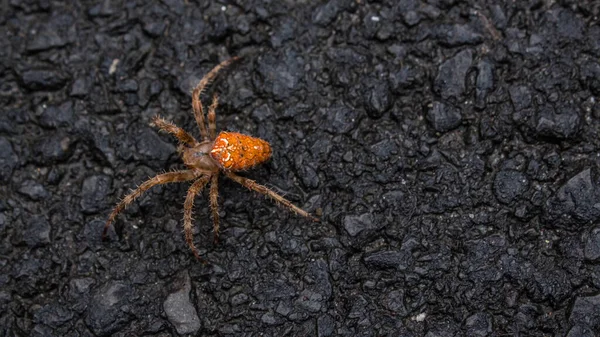 Diadem Spider Araneus Diadematus 头戴橙色背包 头戴金色标志 行走在城市道路上 — 图库照片