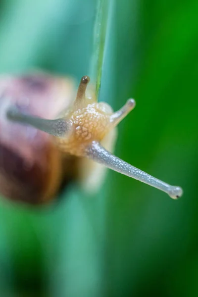 一只罗马蜗牛 的眼睛立在植物叶子上的特写镜头 — 图库照片