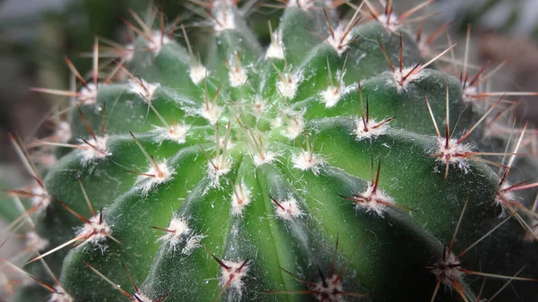 Primer Plano Una Casa Polvorienta Jardinería Decorativa Cactus Verde Puntiagudo —  Fotos de Stock