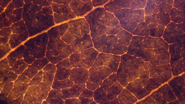 Ekstremalne Zbliżenie Tekstury Starego Brązowego Liścia Upadku — Zdjęcie stockowe