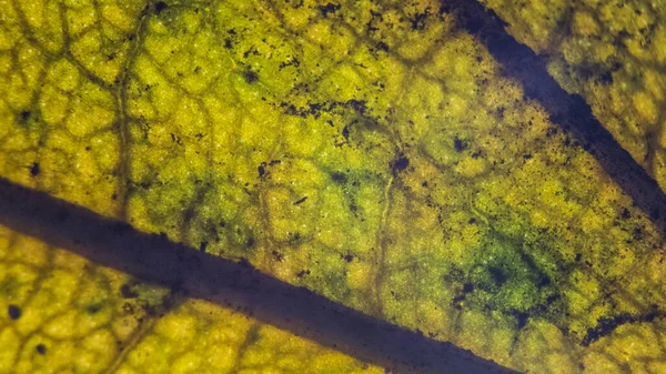 Extrémní Detailní Záběr Textury Starého Zeleného Listu Pádu — Stock fotografie
