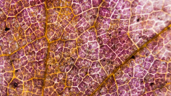 Ekstremalne Zbliżenie Tekstury Starego Fioletowego Liścia Upadku — Zdjęcie stockowe