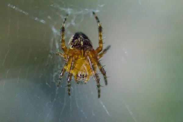 Primer Plano Una Araña Jardín Marrón Agachada Red —  Fotos de Stock