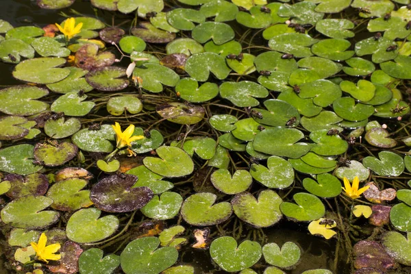 Окаймлённая Водяная Лилия Nymphoides Peltata Инвазивное Водное Растение Каналах Дельты — стоковое фото