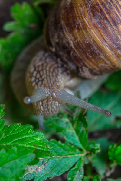 普通的花园蜗牛爬过后院的树叶 — 图库照片